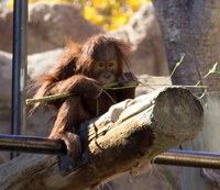 closeup of pixel the orangutan sitting on a branch