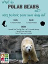 Polar bear diet graphic