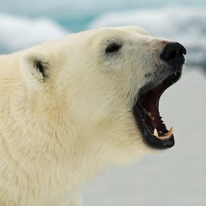 Polar Bear Headshot Animal Yearbook