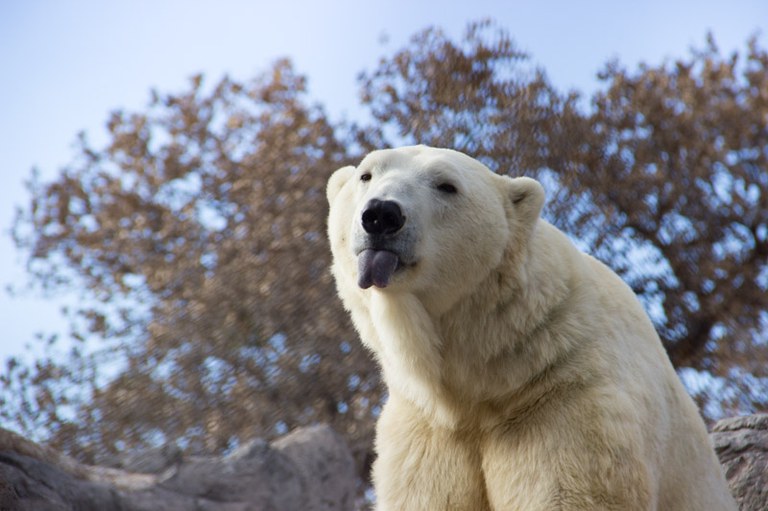 sassy polar bear