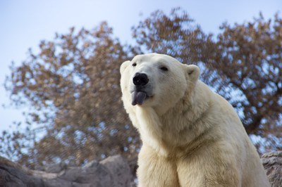 polar bear sticking its tongue out