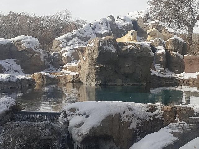 Polar bears in snow, 2019.