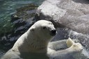 Polar bear ice treat