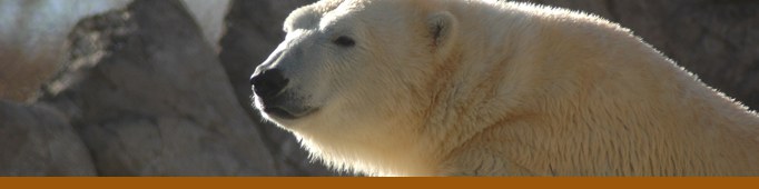 polar bear banner