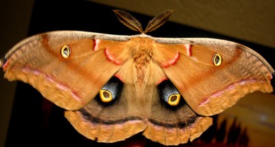 A polyphemus moth.