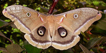 Polyphemus Moth