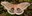 Polyphemus Moth