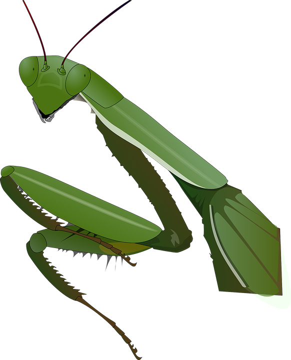 preying mantis clip art
