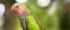 Princess of Wales Parakeet
