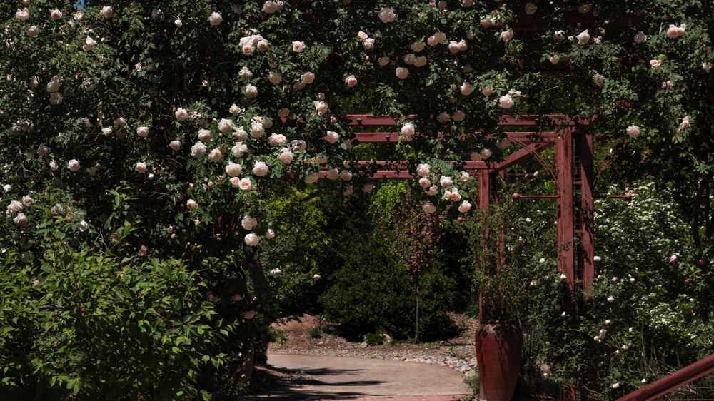 Cream-colored roses and their green foliage cascade down a dark red metal breezeway at the ABQ BioPark Botanic Garden