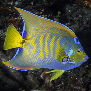 Headshot of Queen Angelfish