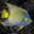 Queen Angelfish Headshot Aquarium Yearbook