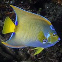 Queen Angelfish Headshot Aquarium Yearbook