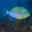 Queen Triggerfish Headshot Aquarium Yearbook
