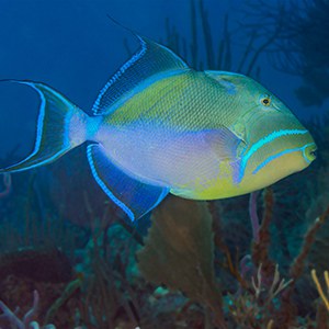 Queen Triggerfish Headshot Aquarium Yearbook