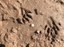 Raccoon Tracks in the Mud