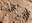 Raccoon Tracks in the Mud
