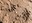 Raccoon Tracks in the Mud