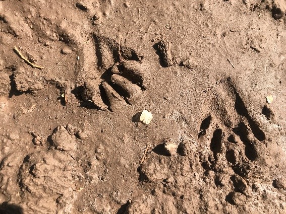 Raccoon Tracks in the Mud