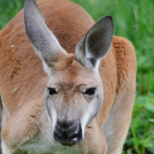 Red Kangaroo Headshot 