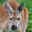 Red Kangaroo Headshot Animal Yearbook