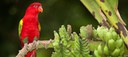 Red Lorikeet