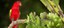 Red Lorikeet