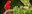 Red Lorikeet