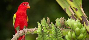 Red Lorikeet