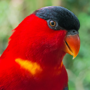 Red Lory Headshot 