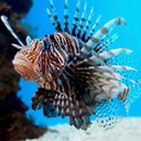 Red Lion Fish