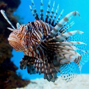 Red Lion Fish