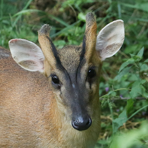 Reeve's Muntjac Headshot 