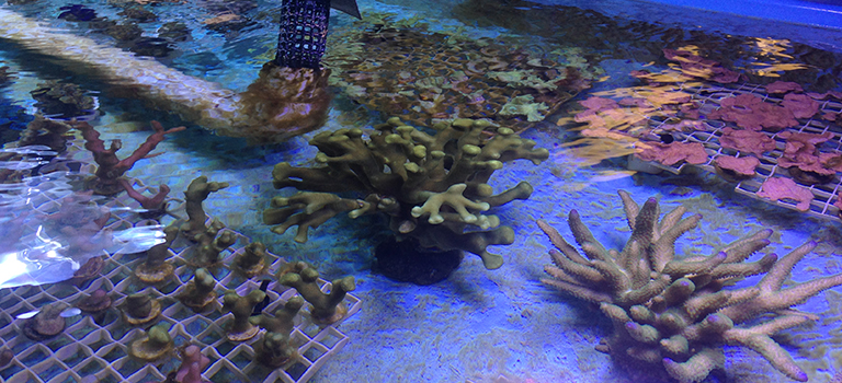 coral-propagation-biopark-aquarium