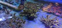BioPark Research Coral Fragmenting