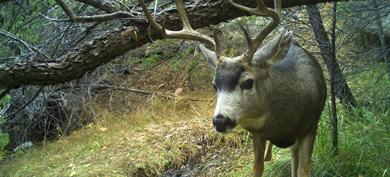 deer-camera-trap-biopark