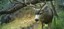 BioPark Research Camera Trap