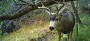 BioPark Research Camera Trap