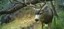 BioPark Research Camera Trap
