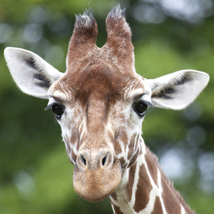 Reticulated Giraffe Headshot 