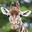 Reticulated Giraffe Headshot Animal Yearbook