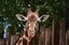 June giraffe