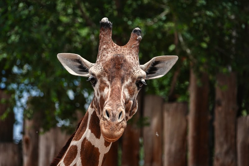 June giraffe