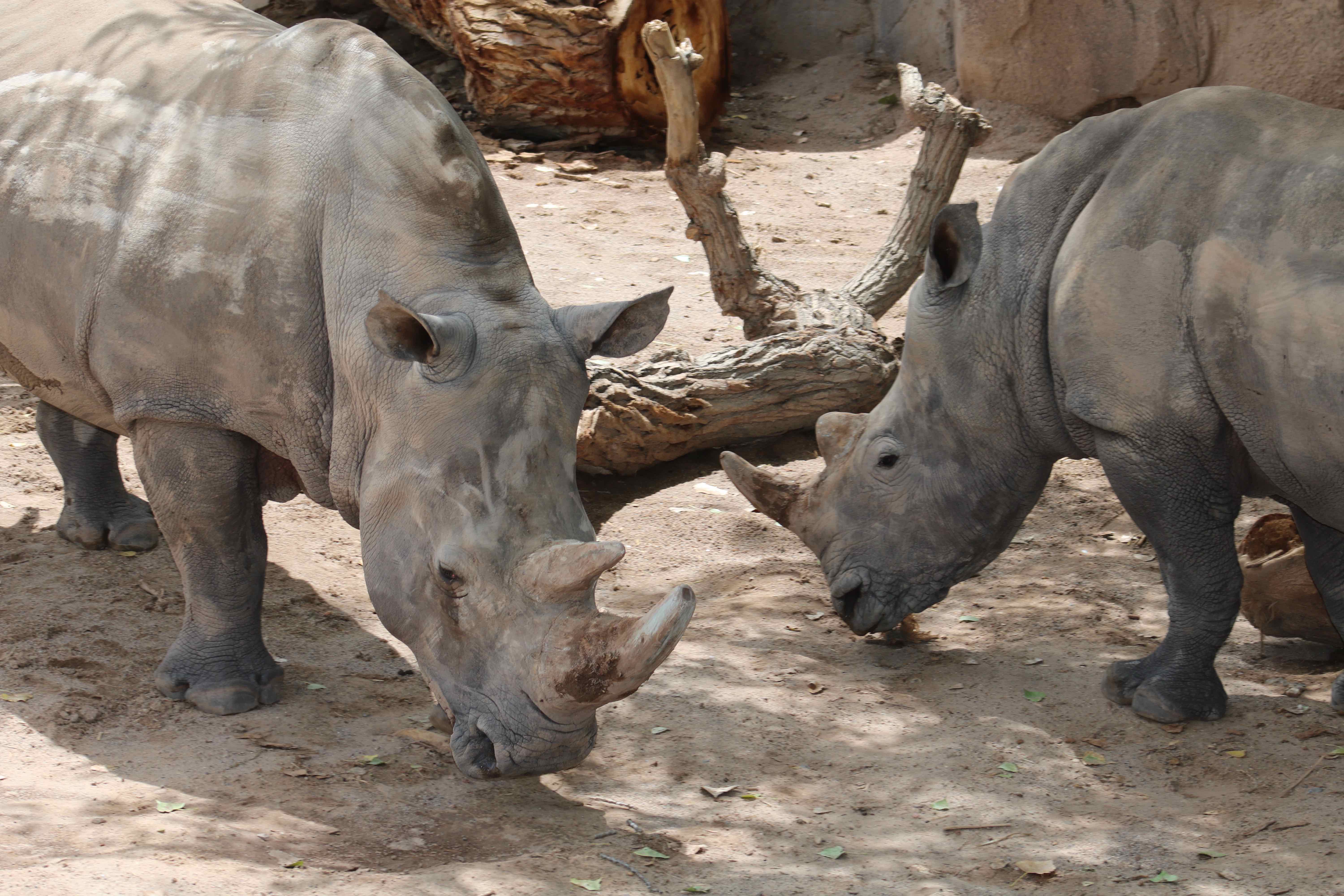 Rhinos at the BioPark BP Connect