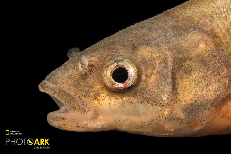 Rio Grande Chub_Joel Sartore, National Geographic