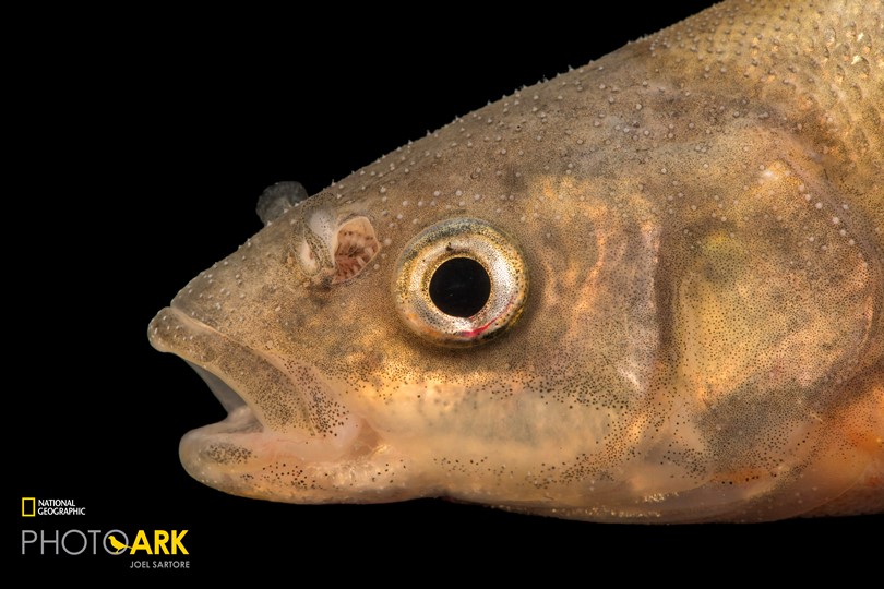 Rio Grande Chub_Joel Sartore