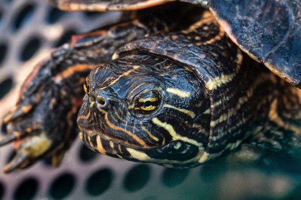 RGC close up Close up shot of RGC turtle