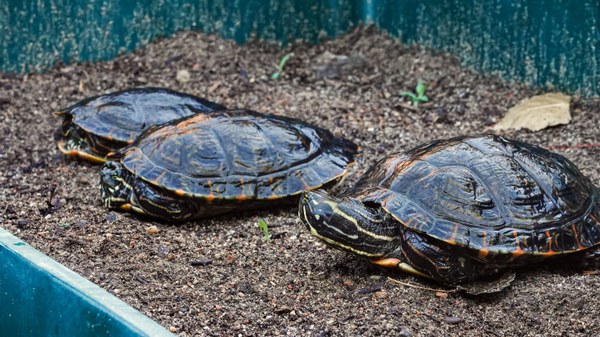 RGC line RGC turtles in a line