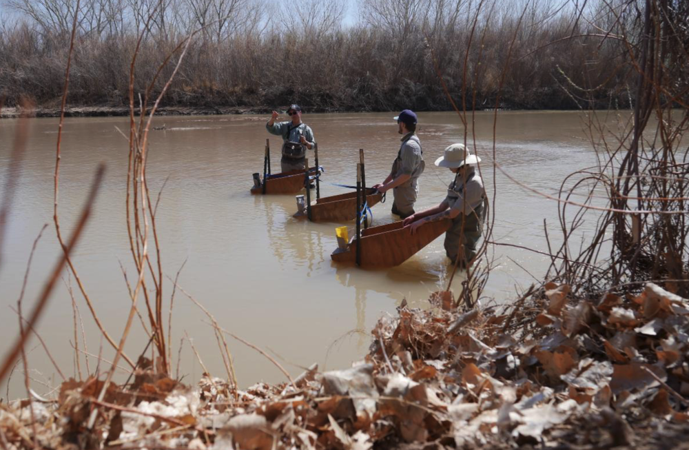Three BioPark staff stand in the Rio Grande river with three fish egg collector boxes. Photo by Mikaela Santistevan.