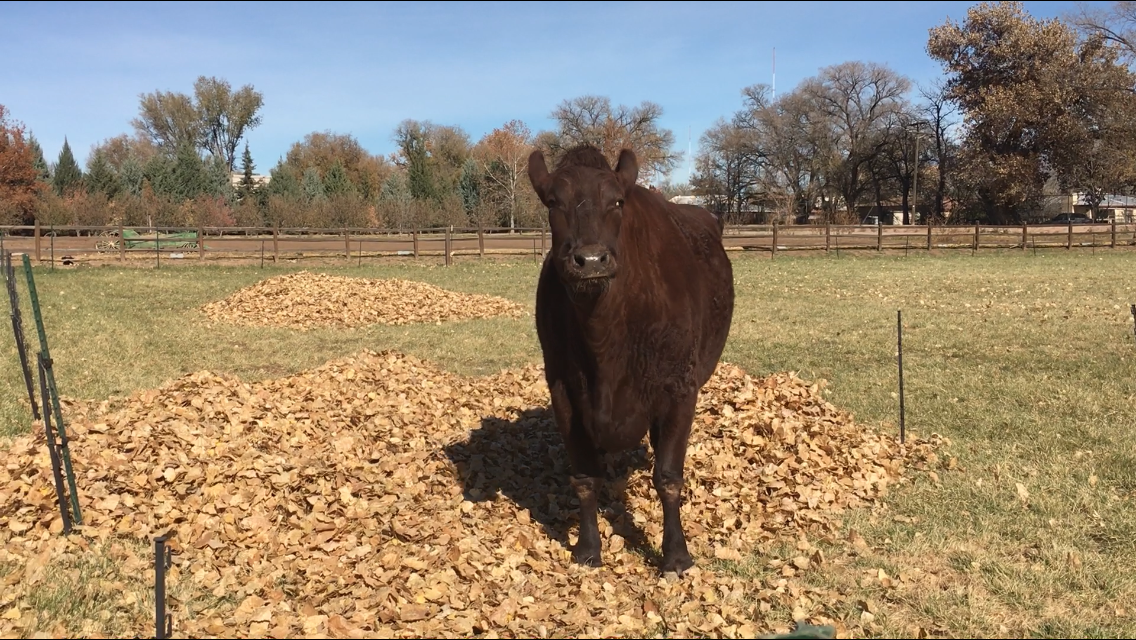 Rocky the Steer